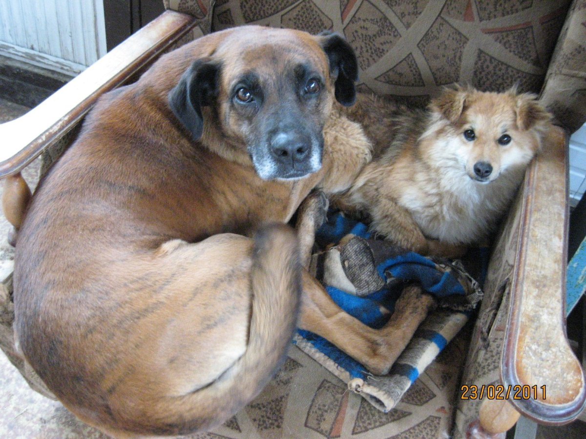 Домашние дворняги