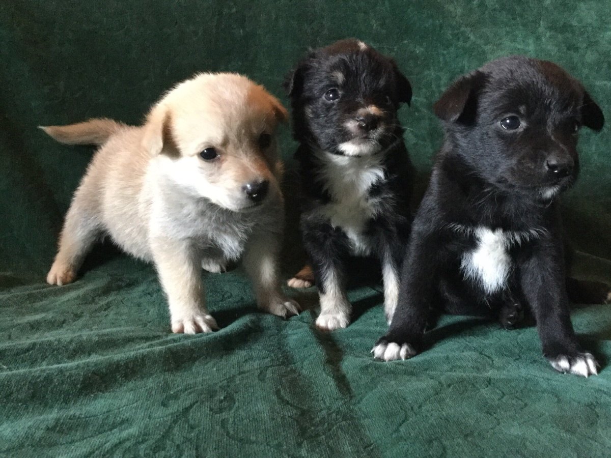 Щенок дворняжки 1 месяц