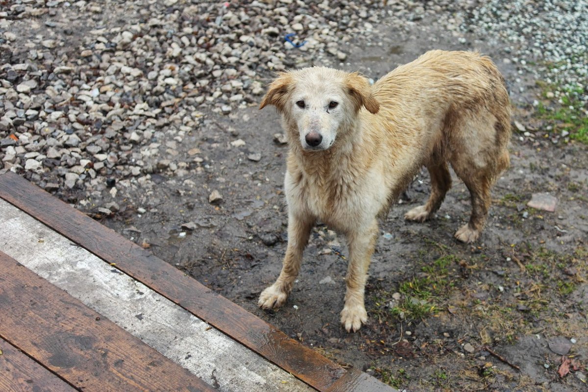 Дворняжка светлая
