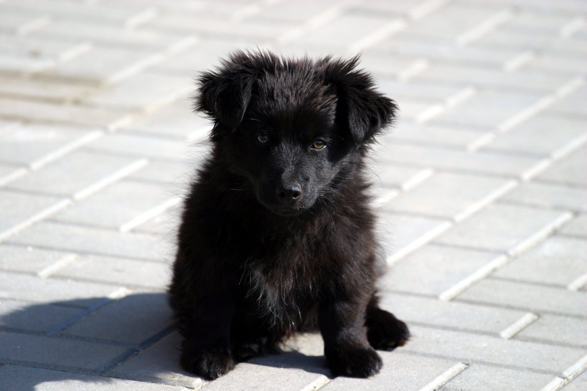Черный щенок дворняги