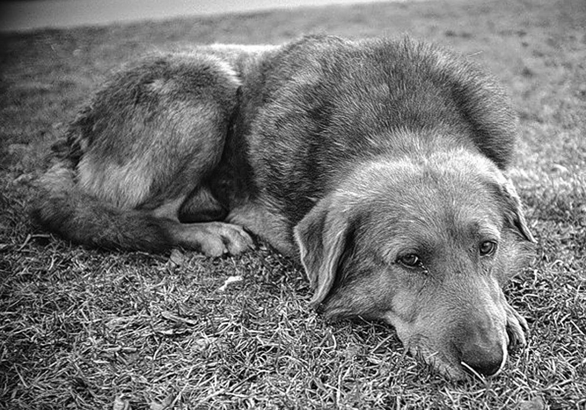 Грустная бездомная собака