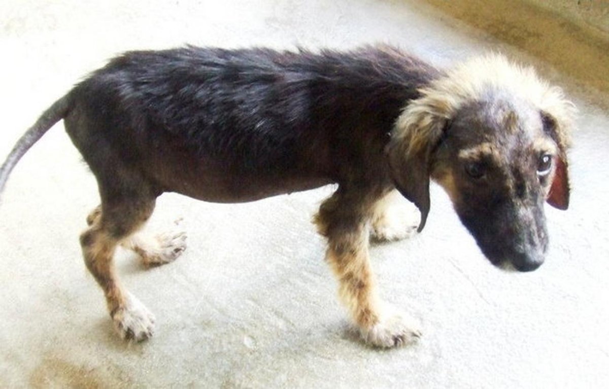 Голодные брошенные собаки