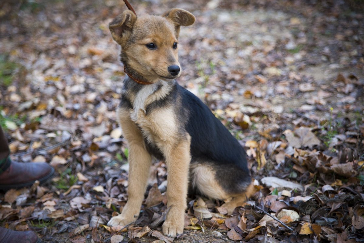 Беспородная собака дворняжка