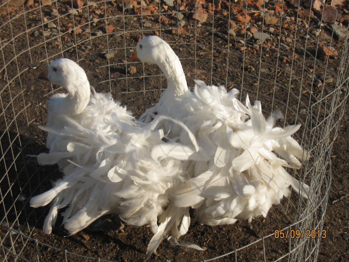 Севастопольские гуси