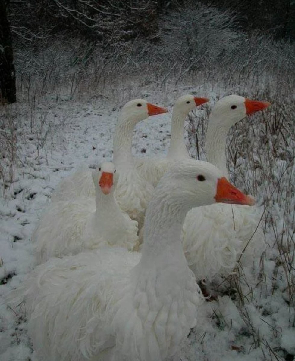 Курчавый Севастопольский Гусь