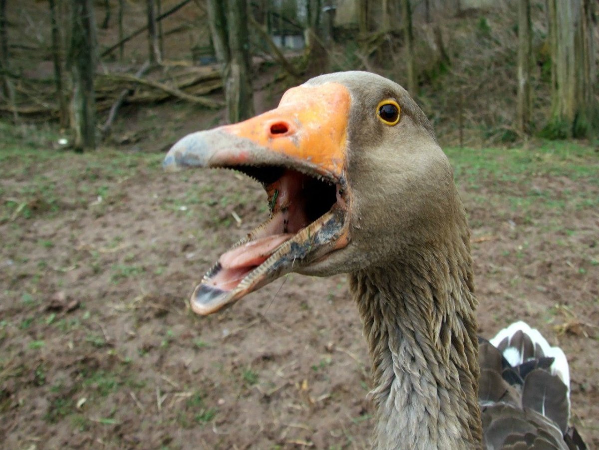 Гуси и утки