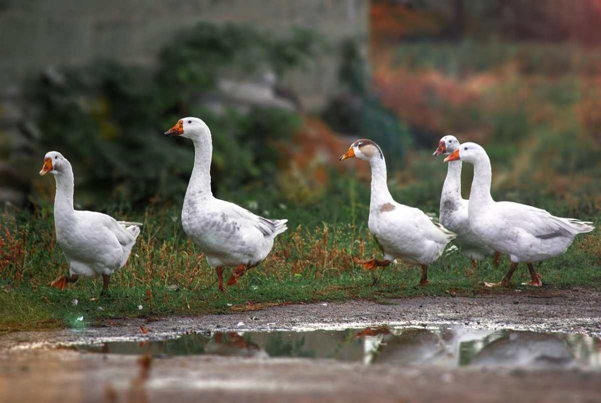 Кудрявая утка