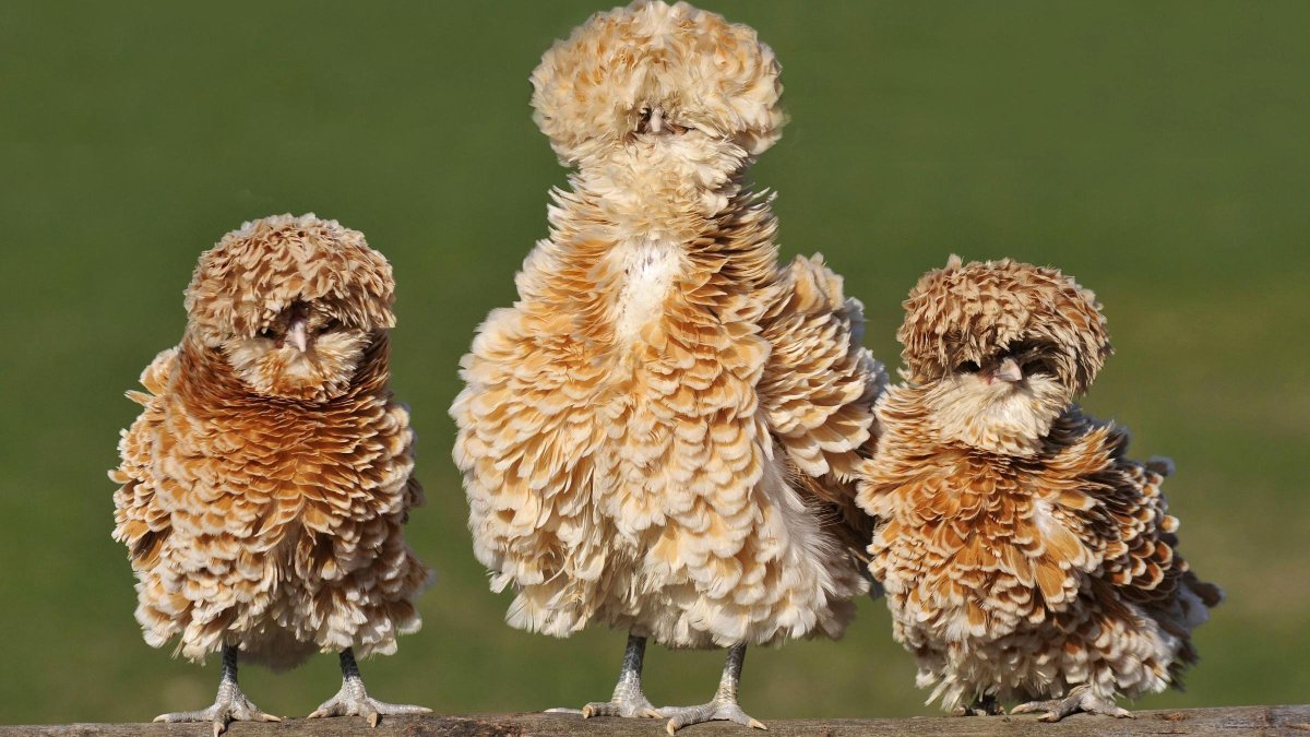 Гусь-утка гибрид