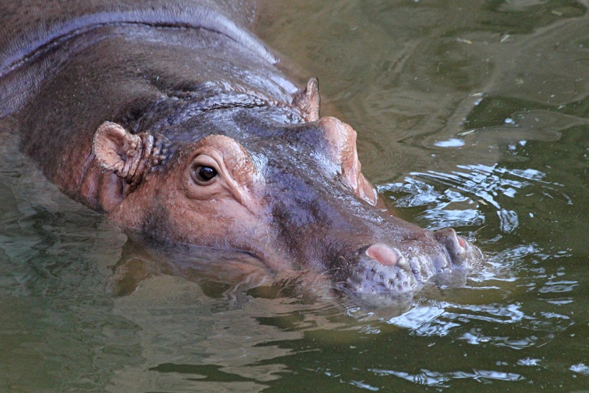 Гиппопотам и Бегемот