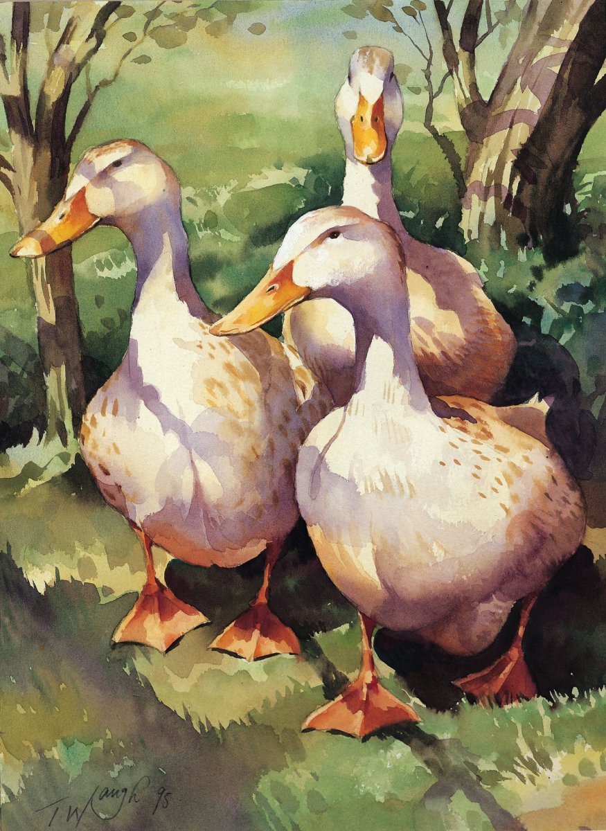 Виштинес порода гусей