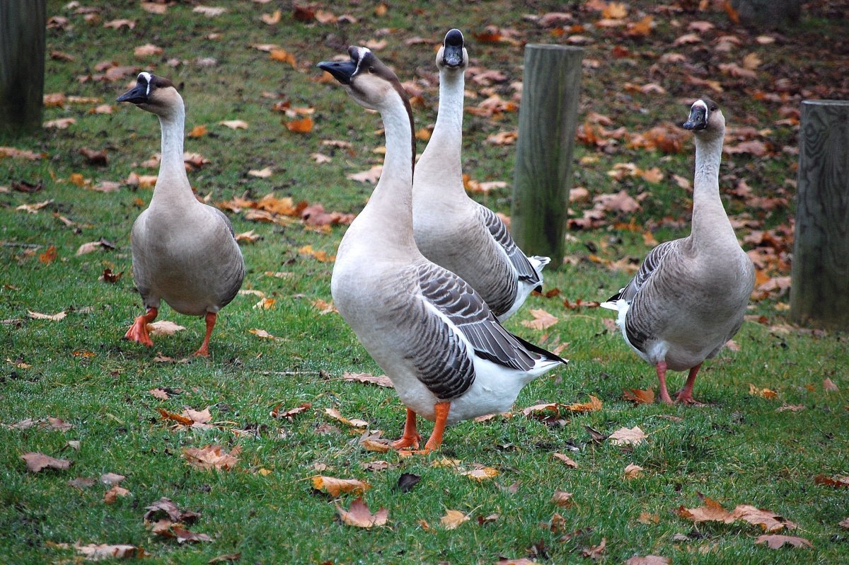 Художник Eugene Remy Maes