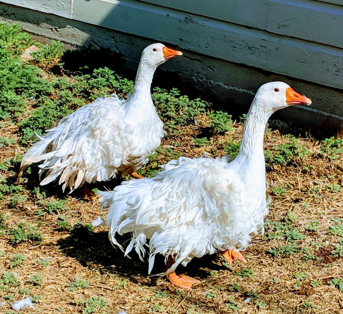 Утята породы черри Велли