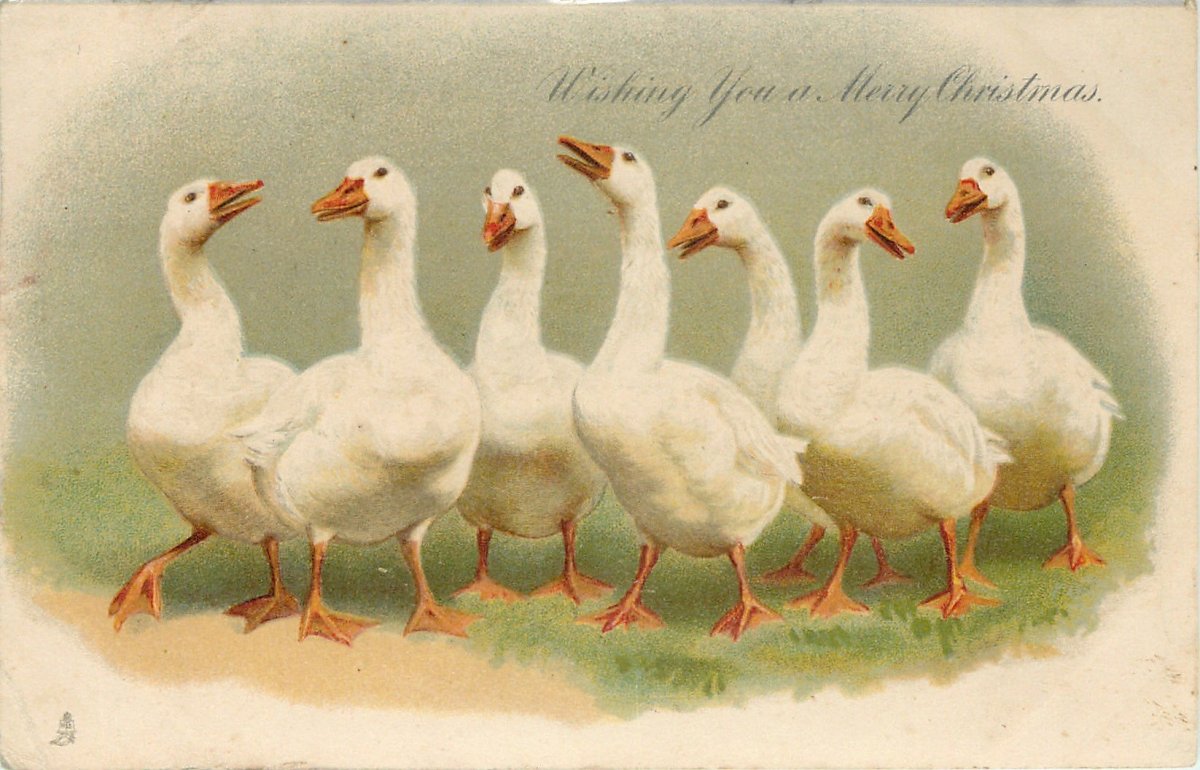 Гусь-утка гибрид