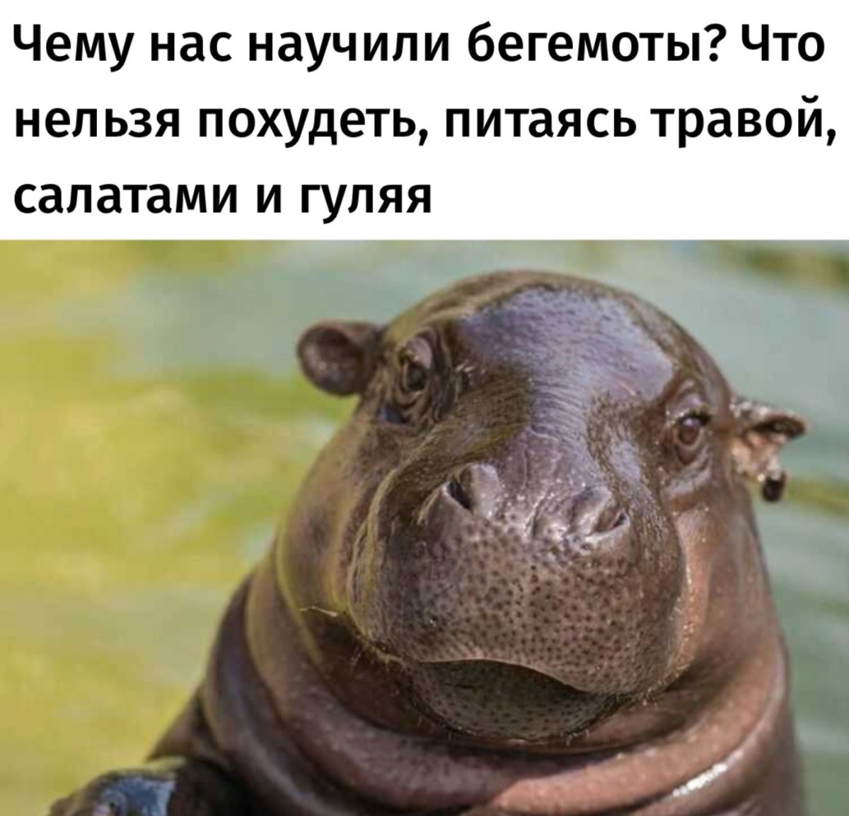 Бегемотовые Европейский