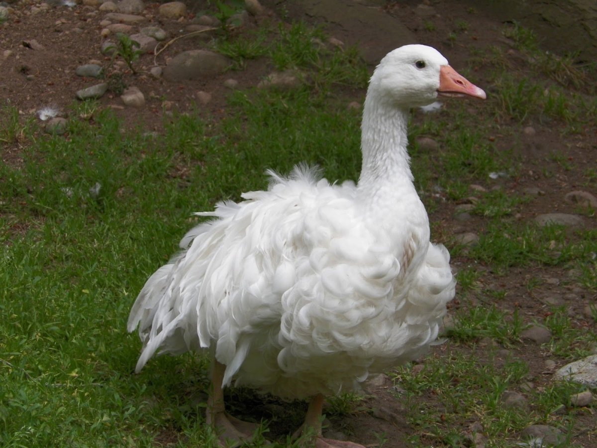 Утка Барбари