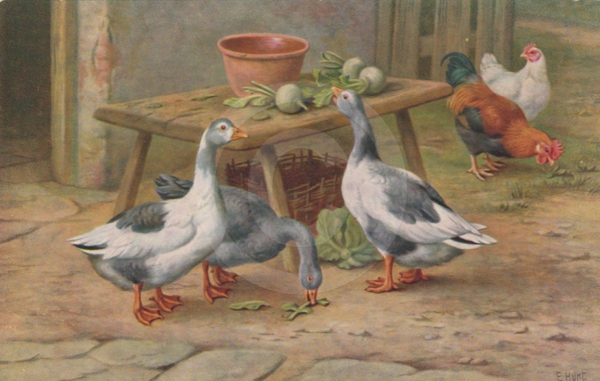 Ангорская овца