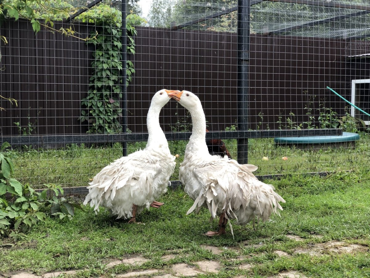 Большой серый Гусь