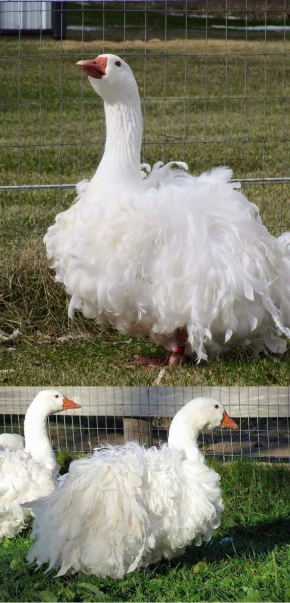 Курчавая порода гусей