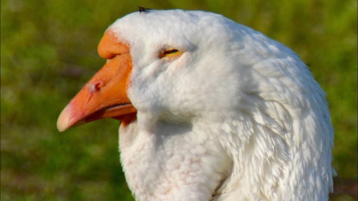 Гусь ныряет