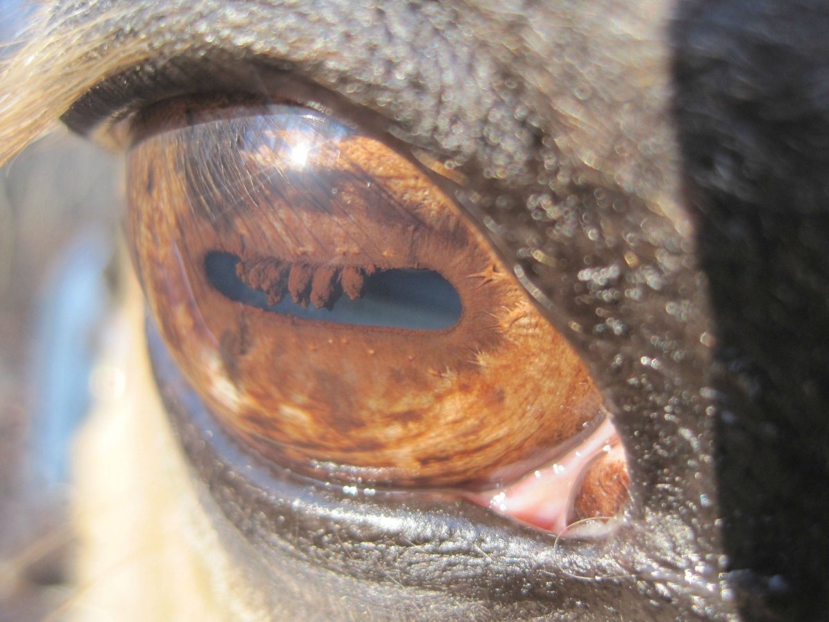 Голова бегемотика