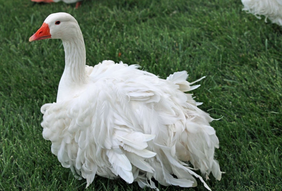 Курчавый Севастопольский Гусь