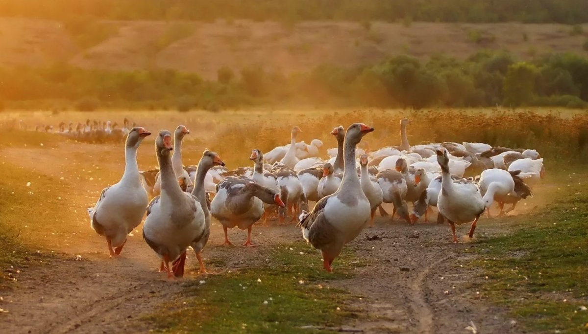 Римские хохлатые гуси