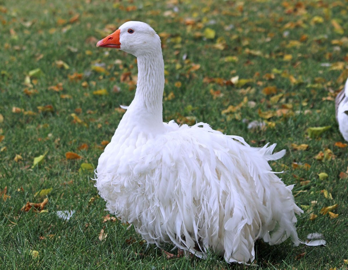 Кучерявый Гусь порода