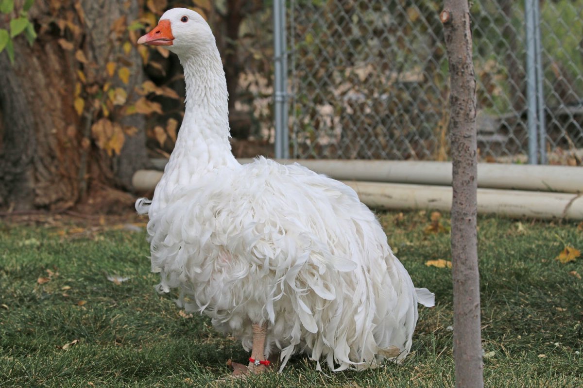 Утка домашняя