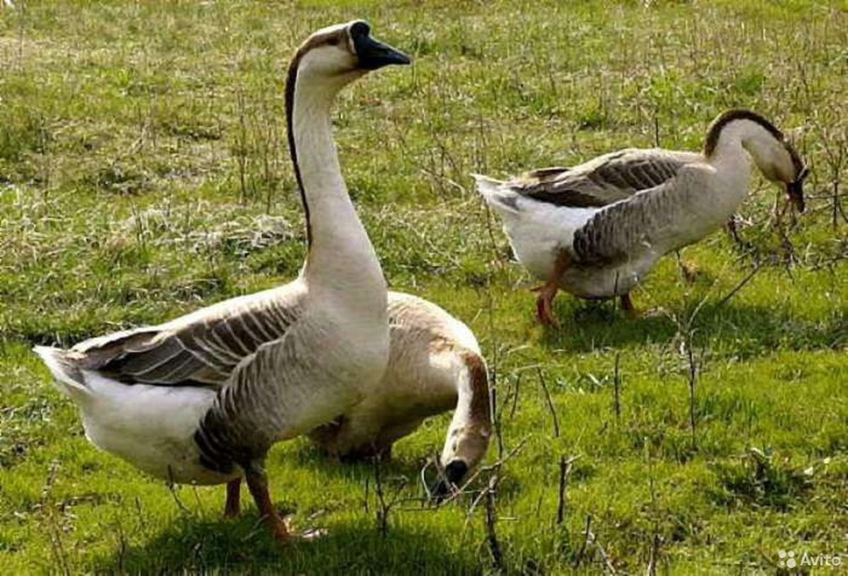 Корова и Гусь