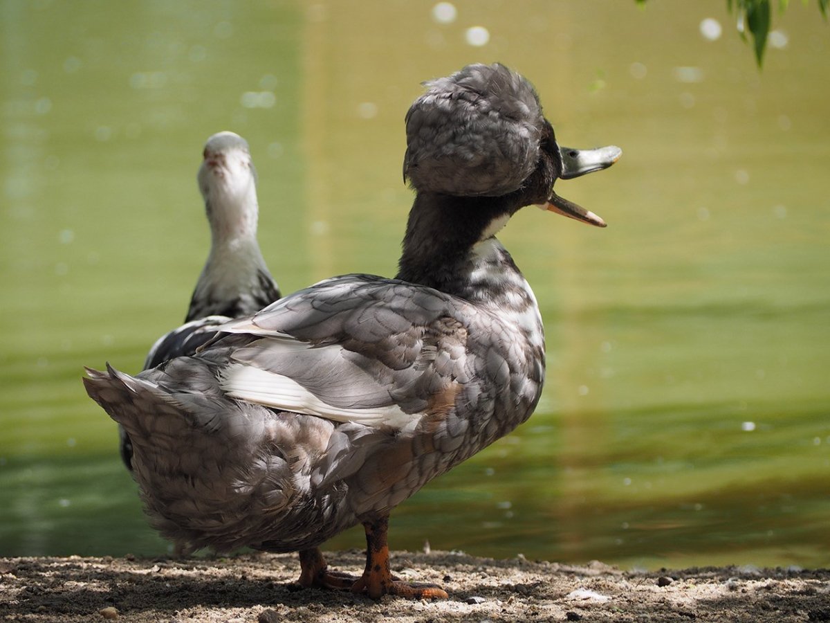 Винтажные гуси для декупажа