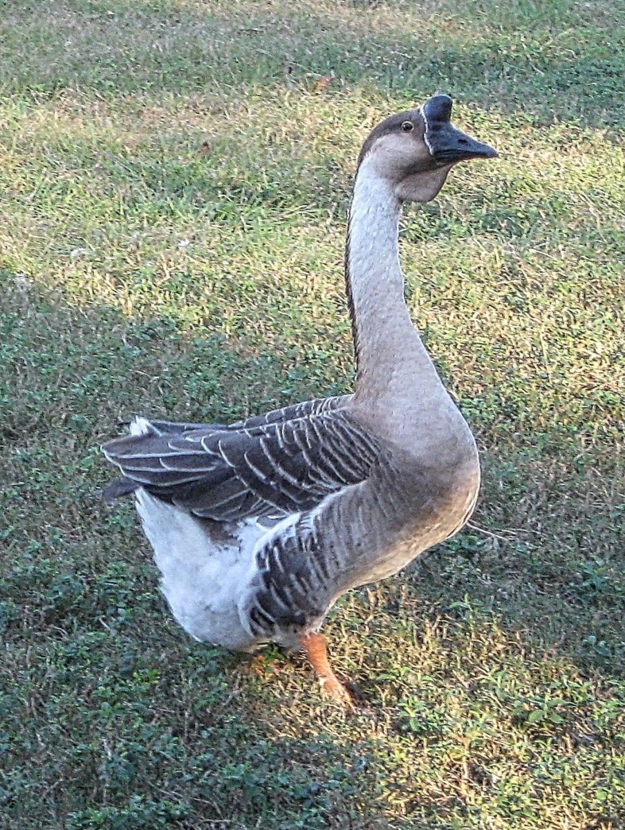 Гусь утка на белом фоне