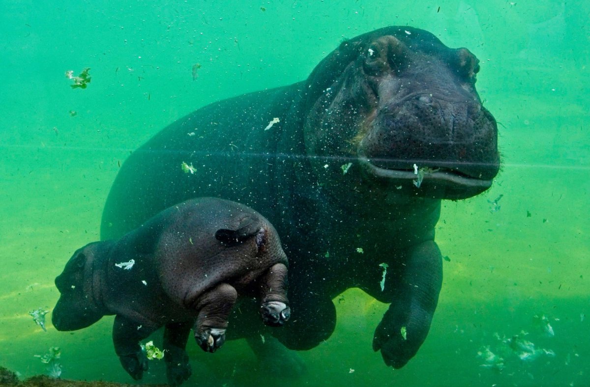 Обыкновенный Бегемот