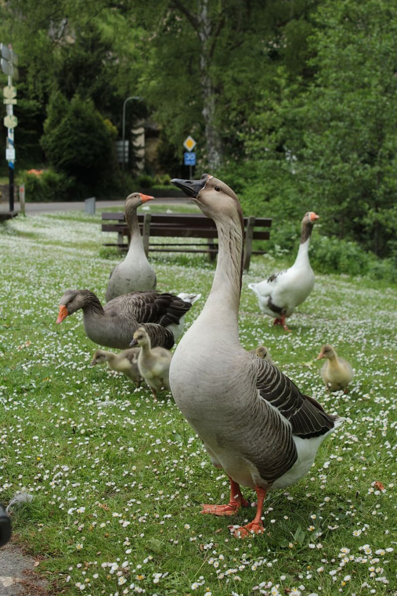 Птенец гуся