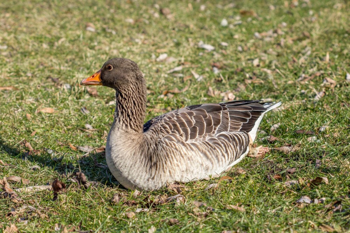 Горный Гусь (Anser indicus)