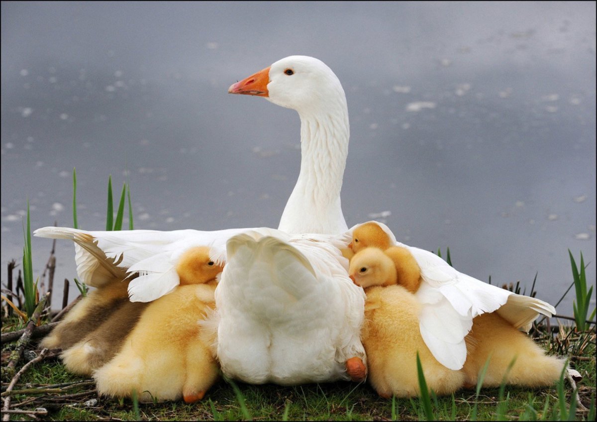 Башкирская хохлатая утка