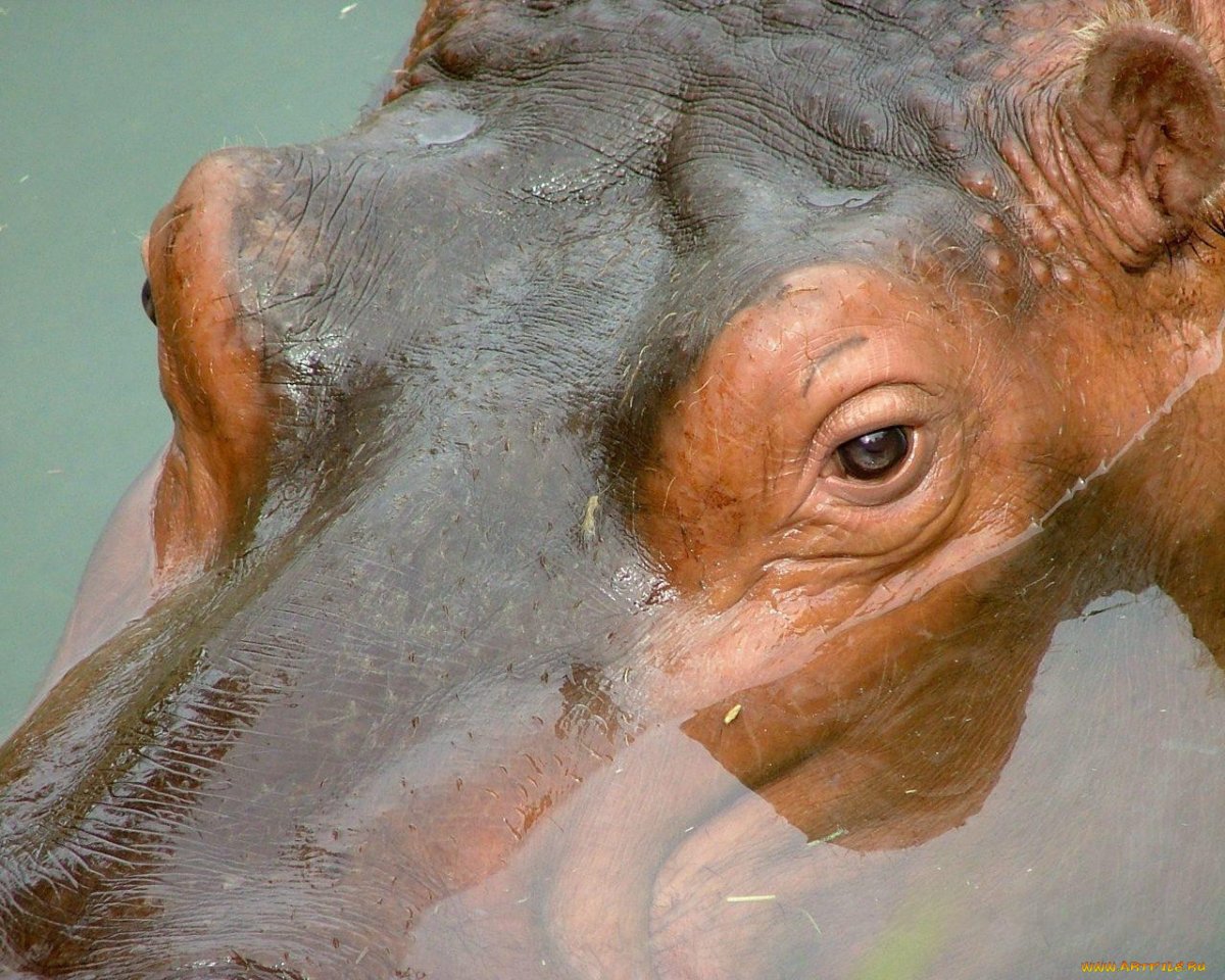 Уши бегемота