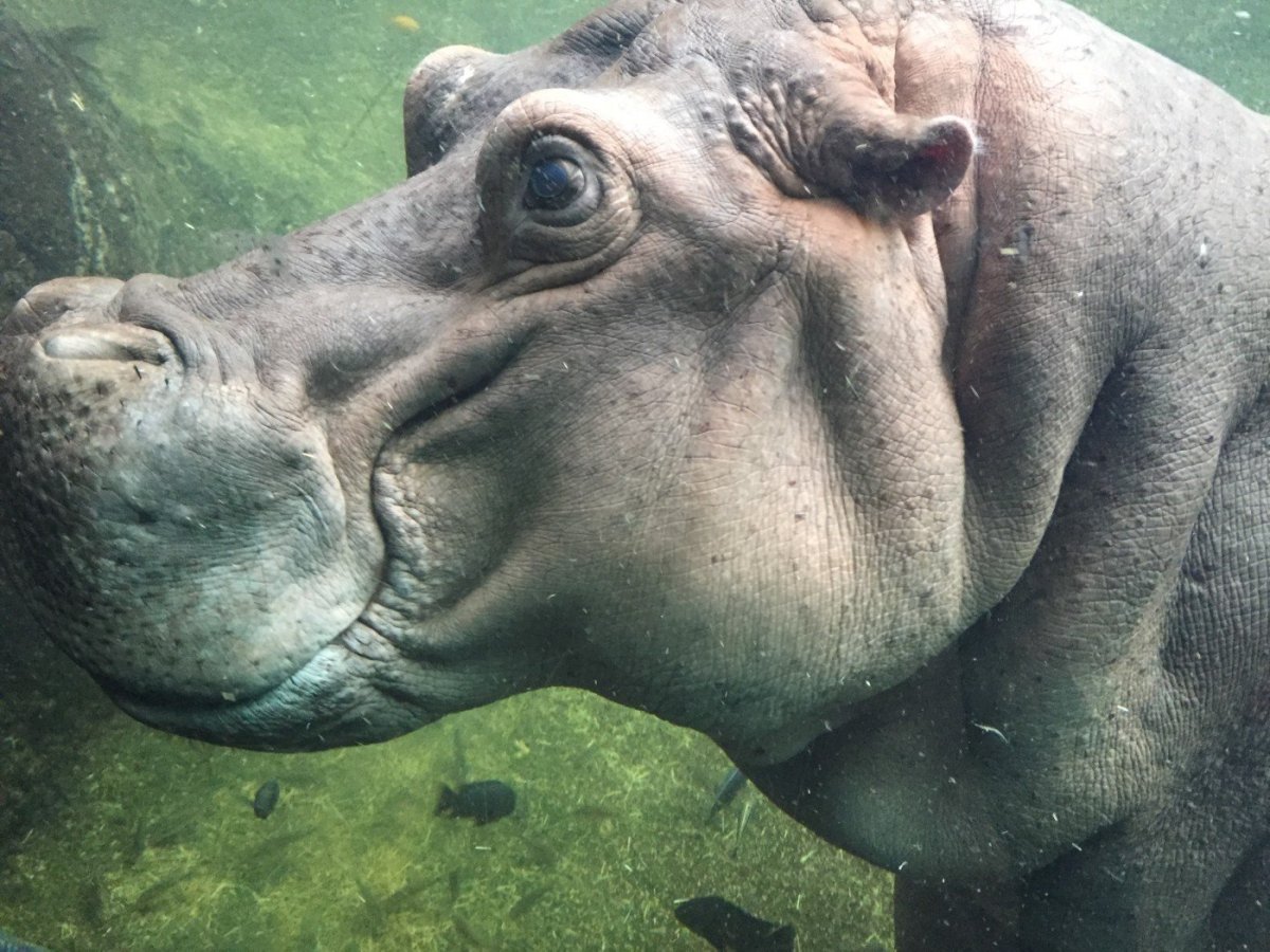 Белый Бегемот