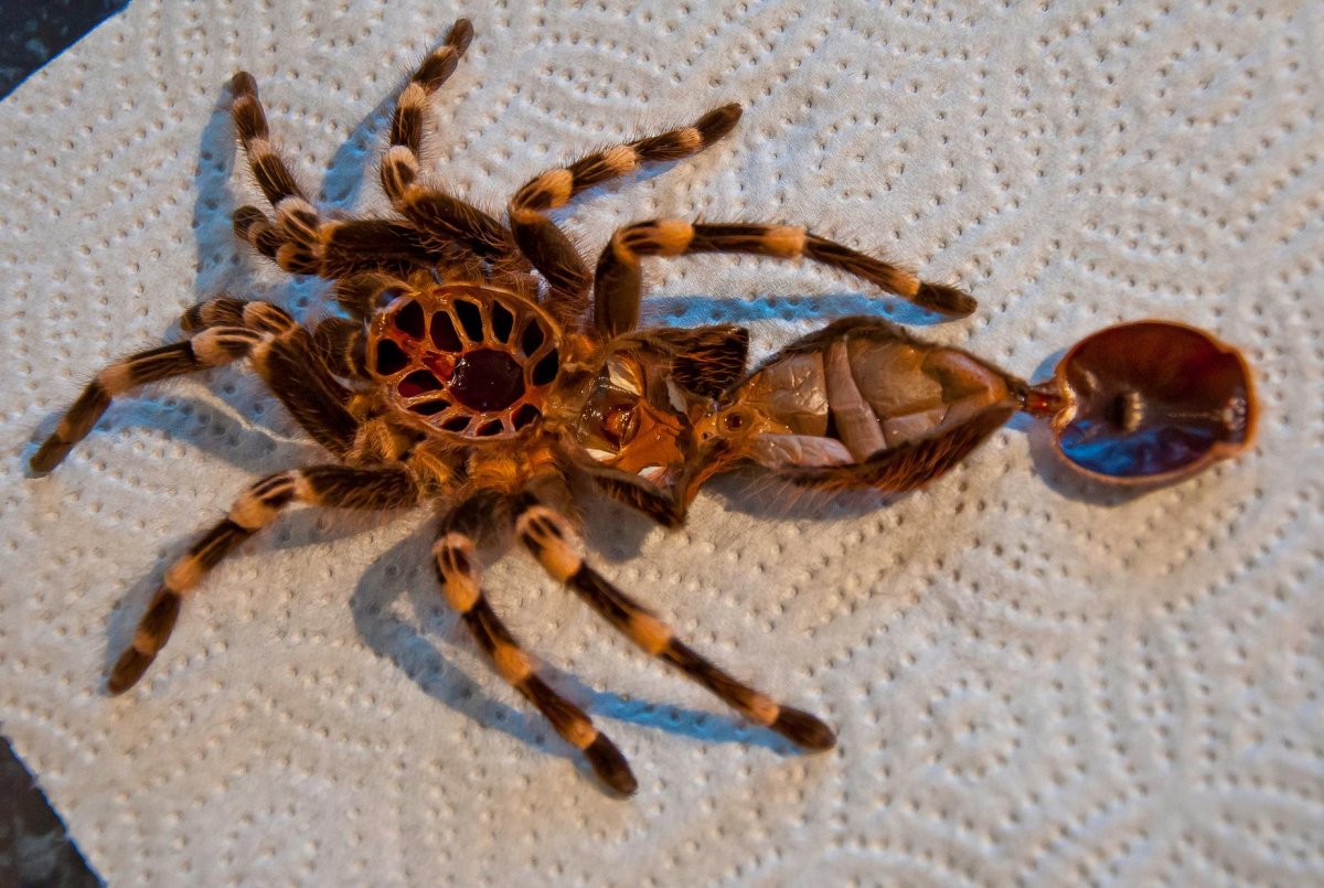 Сороконожка паук