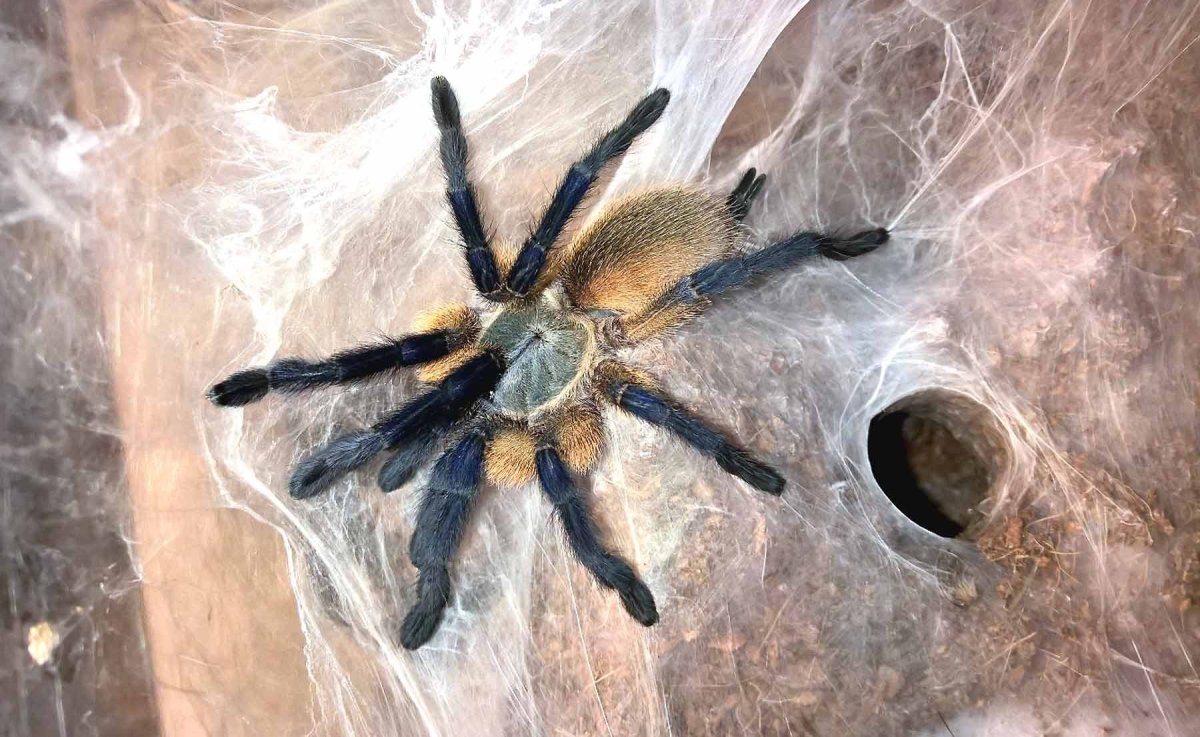 Паук череп и Тарантул