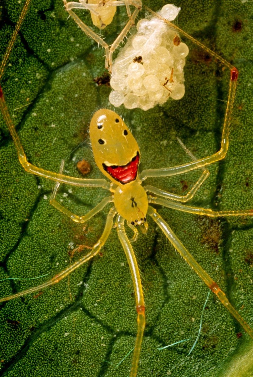 Пауки во вьетнаме