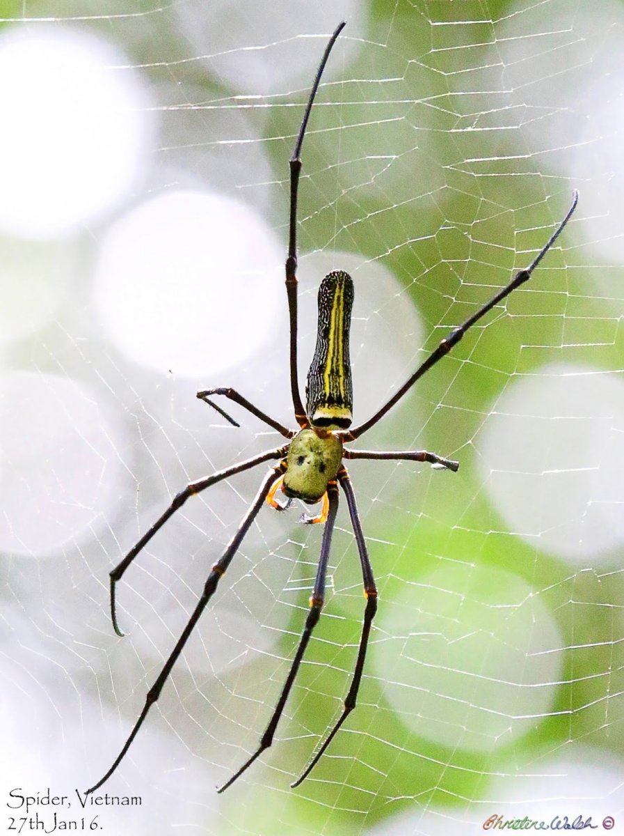 Гигантские пауки в Австралии