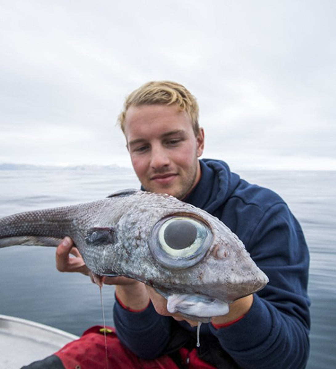 Малоглазый макрурус