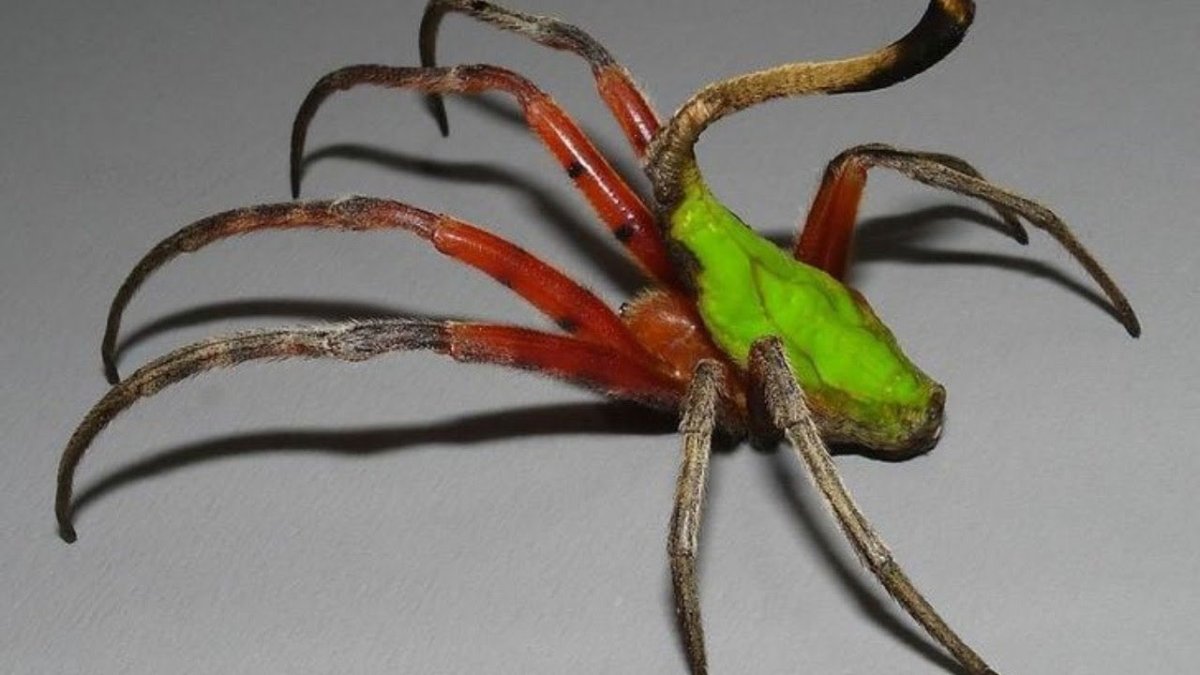 Cyriocosmus elegans паук