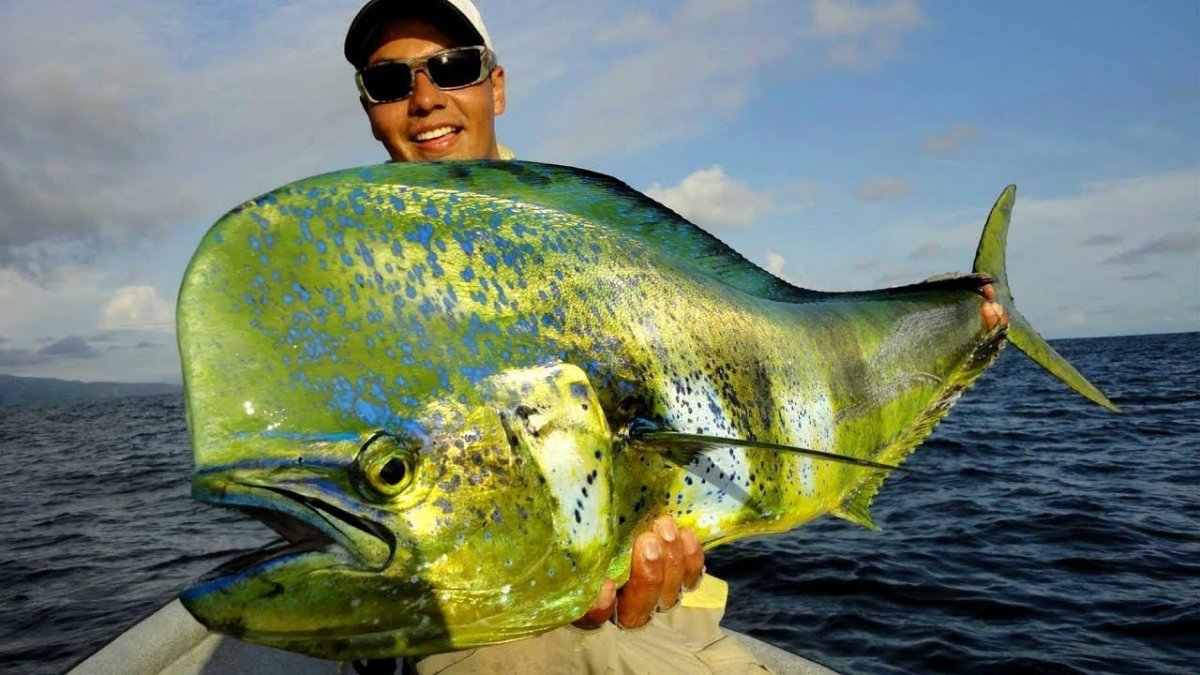 Мандариновая рыбка фото