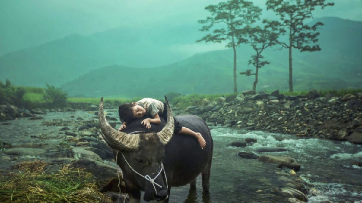 Паук Maratus speciosus