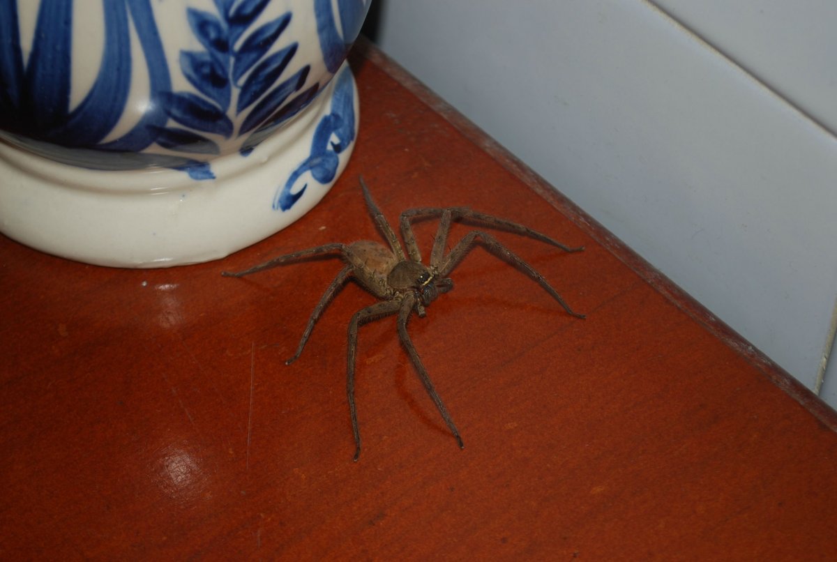 Дружелюбный паук