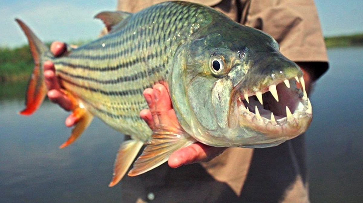 Tommy Kinnerup рисунки