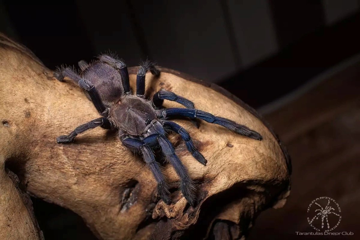 Вьетнам природа и животные