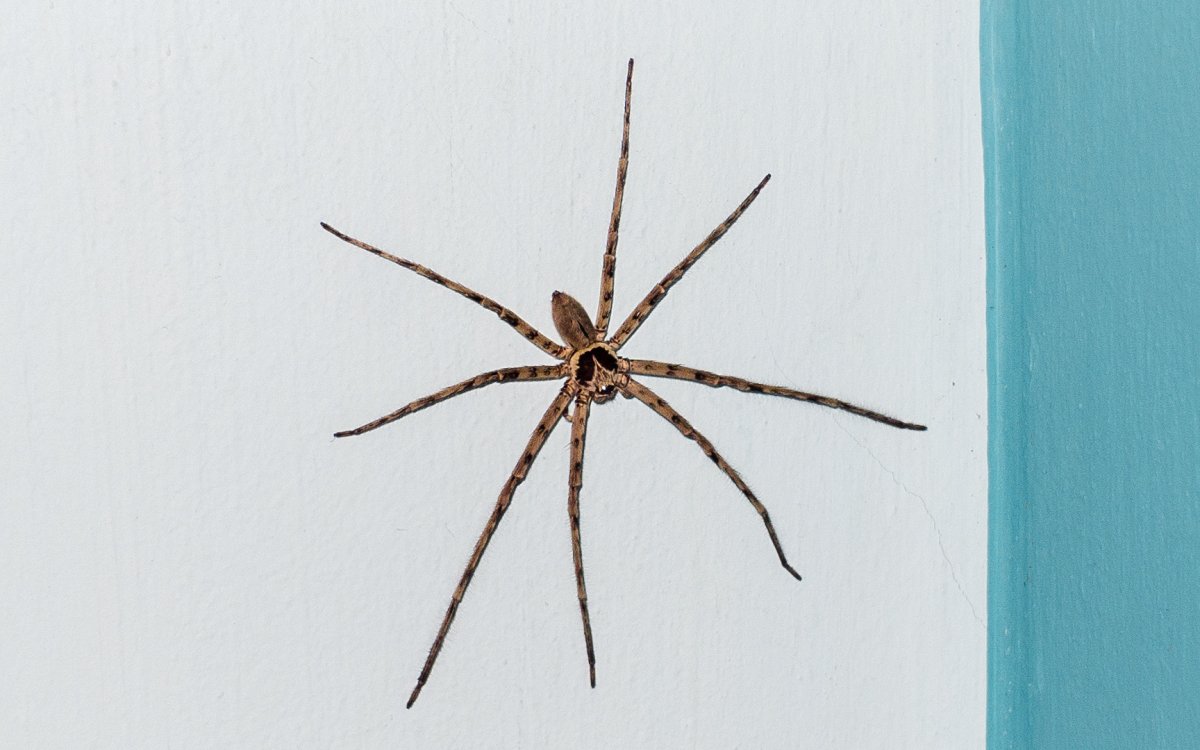 Паук Тарантул птицеед