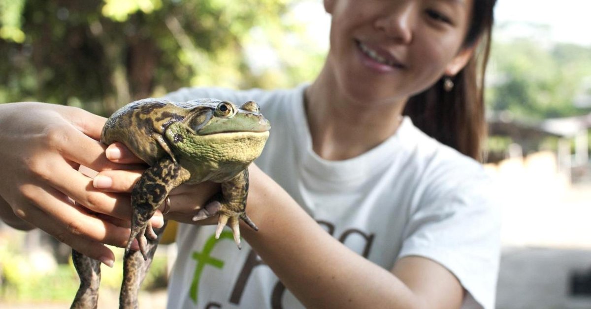 Паук птицеед Голиаф